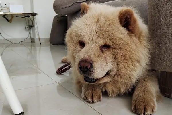 Avsallar Alara Veteriner Kliniği (Alanya-Avsallar Veteriner) / Tierarztpraxis / Pet Clinic / ветеринарная клиника - Resim 14