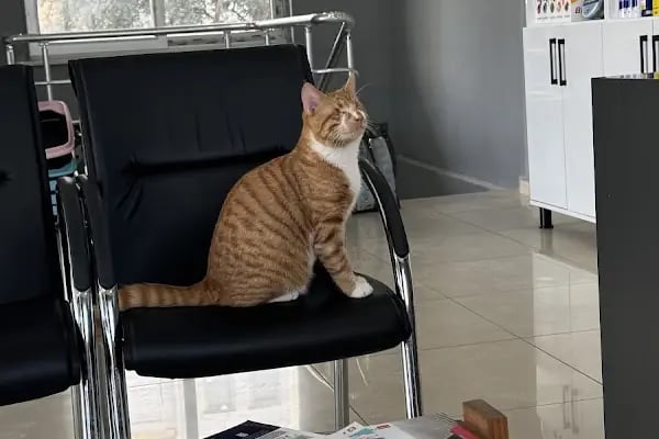 Avsallar Alara Veteriner Kliniği (Alanya-Avsallar Veteriner) / Tierarztpraxis / Pet Clinic / ветеринарная клиника - Resim 15