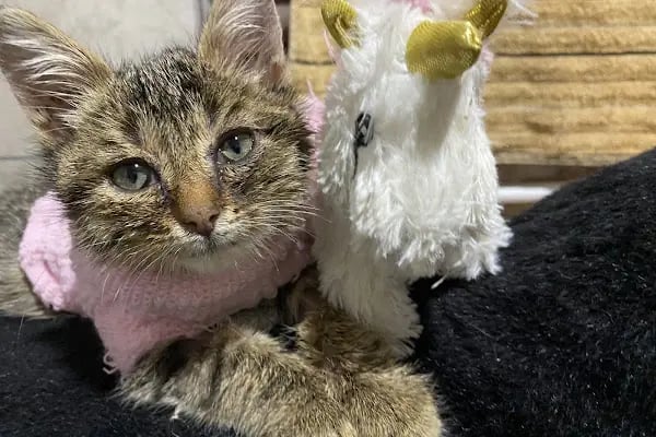 Avsallar Alara Veteriner Kliniği (Alanya-Avsallar Veteriner) / Tierarztpraxis / Pet Clinic / ветеринарная клиника - Resim 2