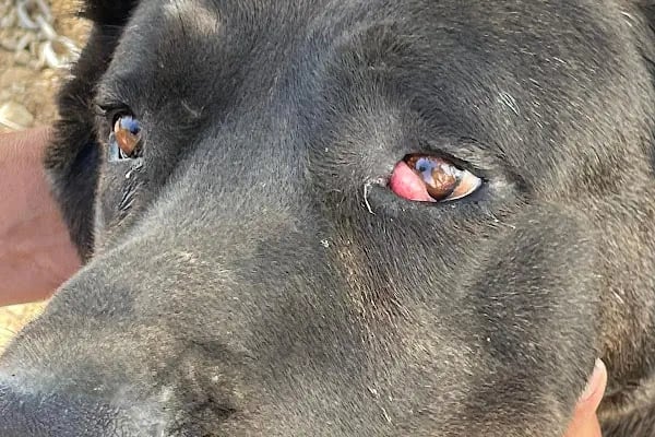 Avsallar Alara Veteriner Kliniği (Alanya-Avsallar Veteriner) / Tierarztpraxis / Pet Clinic / ветеринарная клиника - Resim 9