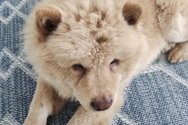 Avsallar Alara Veteriner Kliniği (Alanya-Avsallar Veteriner) / Tierarztpraxis / Pet Clinic / ветеринарная клиника - Resim 4
