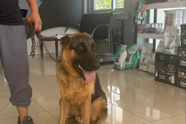 Avsallar Alara Veteriner Kliniği (Alanya-Avsallar Veteriner) / Tierarztpraxis / Pet Clinic / ветеринарная клиника - Resim 12