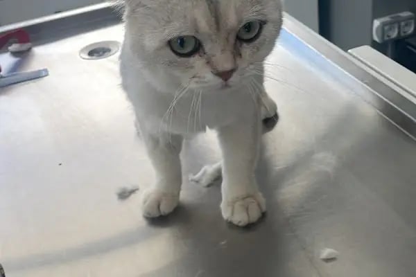 Avsallar Alara Veteriner Kliniği (Alanya-Avsallar Veteriner) / Tierarztpraxis / Pet Clinic / ветеринарная клиника - Resim 5