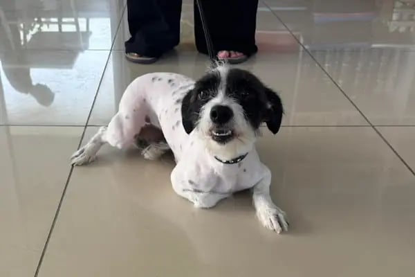 Avsallar Alara Veteriner Kliniği (Alanya-Avsallar Veteriner) / Tierarztpraxis / Pet Clinic / ветеринарная клиника - Resim 10
