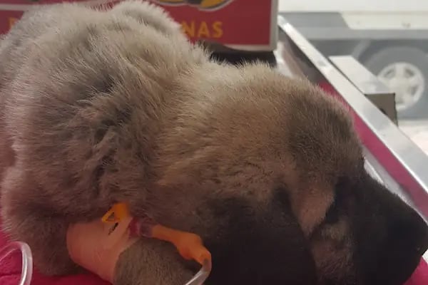 Uğur Veteriner Kliniği - Resim 20