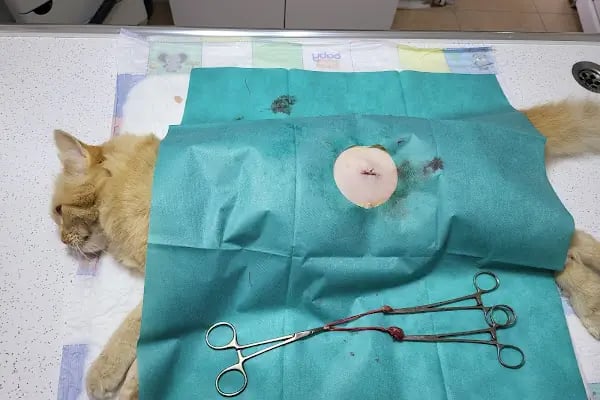 Uğur Veteriner Kliniği - Resim 3