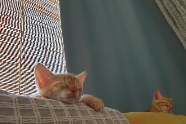Uğur Veteriner Kliniği - Resim 19