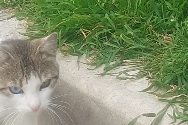 Karabağlar Belediyesi Karafatma Parkı - Resim 12