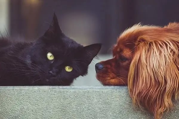 Novapet Veteriner Kliniği - Resim 1