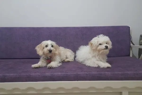 Novapet Veteriner Kliniği - Resim 14