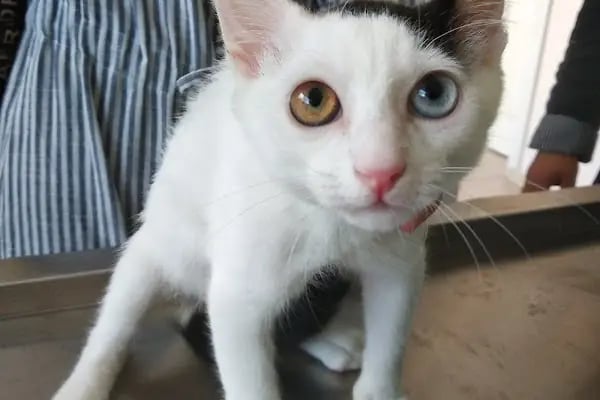 Patili Günler Veteriner Kliniği - Resim 9