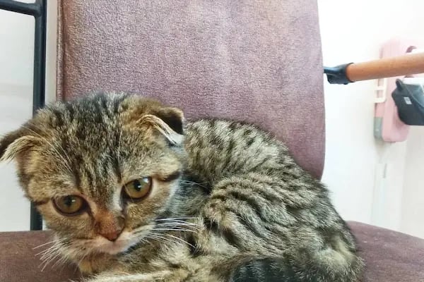Patili Günler Veteriner Kliniği - Resim 6