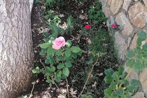 AKYAKA MAHALLESİ CAMİİ - Resim 2