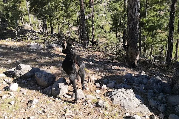 Soğuk Pınar KAMP alanı, Aladağlar Milli Parkı - Resim 15