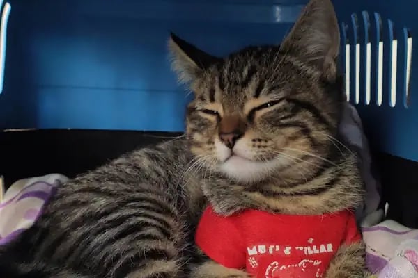 Ahtabur Veteriner Kliniği(pet,egzotik,kuş Kliniği) - Resim 8