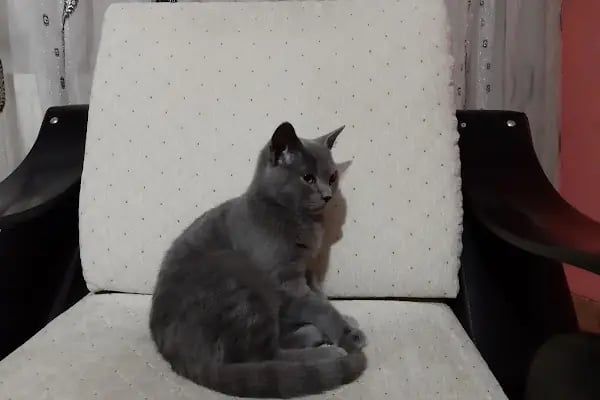 Ahtabur Veteriner Kliniği(pet,egzotik,kuş Kliniği) - Resim 9