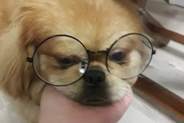 Ahtabur Veteriner Kliniği(pet,egzotik,kuş Kliniği) - Resim 16