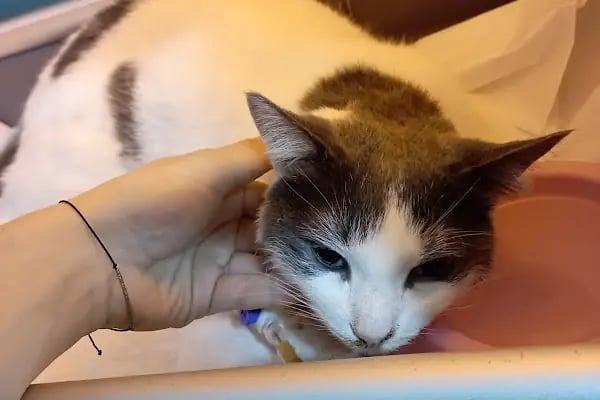 Ahtabur Veteriner Kliniği(pet,egzotik,kuş Kliniği) - Resim 4