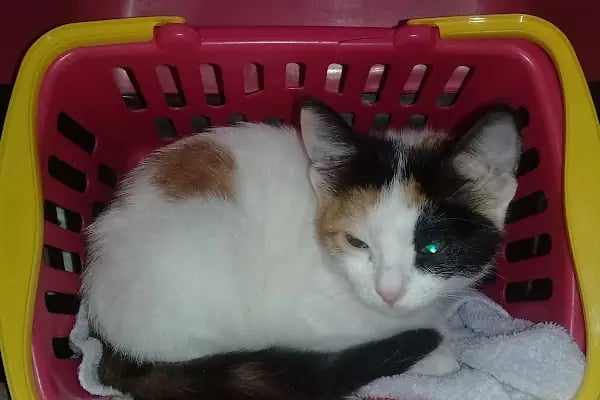 Adana Seyhan Veteriner Kliniği - Resim 6
