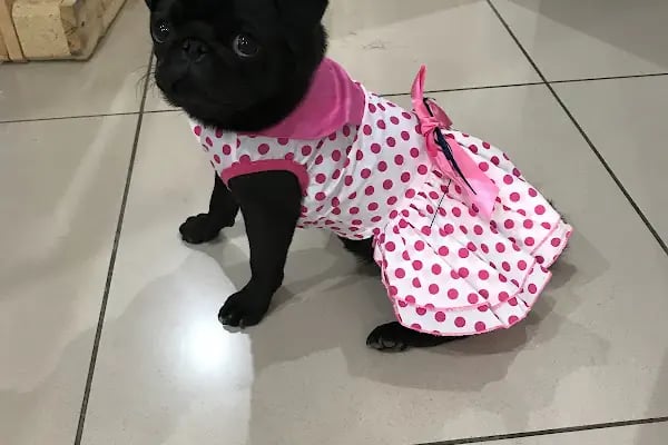 Eko pet shop - Resim 6