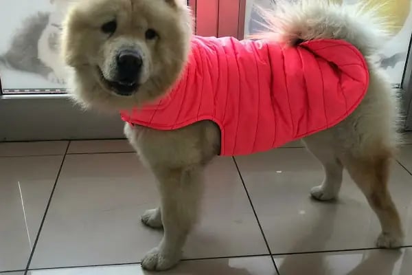 Eko pet shop - Resim 5