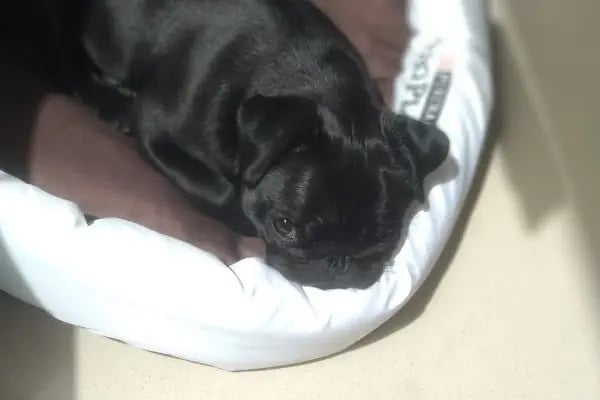 Eko pet shop - Resim 14