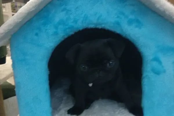 Eko pet shop - Resim 8
