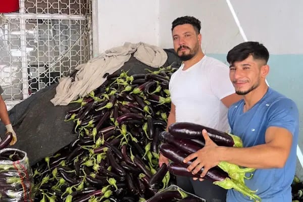 Mezra Ticaret ve Komisyon - Mezra patlıcanı Birecik patlıcanı satış noktası - Resim 7