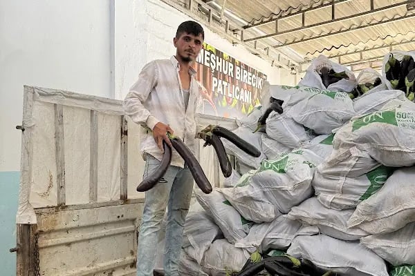 Mezra Ticaret ve Komisyon - Mezra patlıcanı Birecik patlıcanı satış noktası - Resim 5
