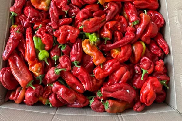 Mezra Ticaret ve Komisyon - Mezra patlıcanı Birecik patlıcanı satış noktası - Resim 2