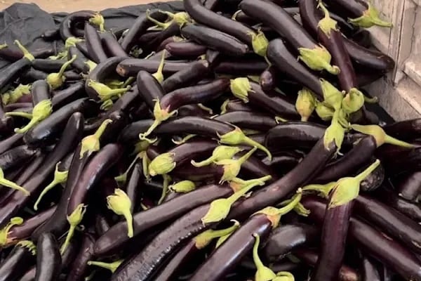 Mezra Ticaret ve Komisyon - Mezra patlıcanı Birecik patlıcanı satış noktası - Resim 12