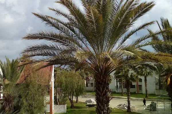 Ato Tatil Sitesi - Resim 7