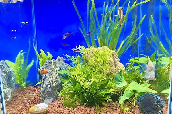 Fish Center Akvaryum - Resim 2