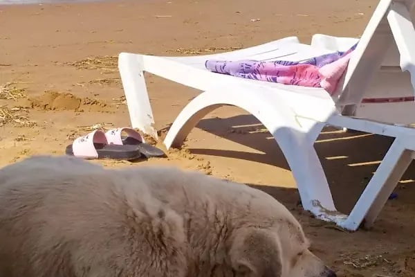 Non Stop Beach - Resim 13
