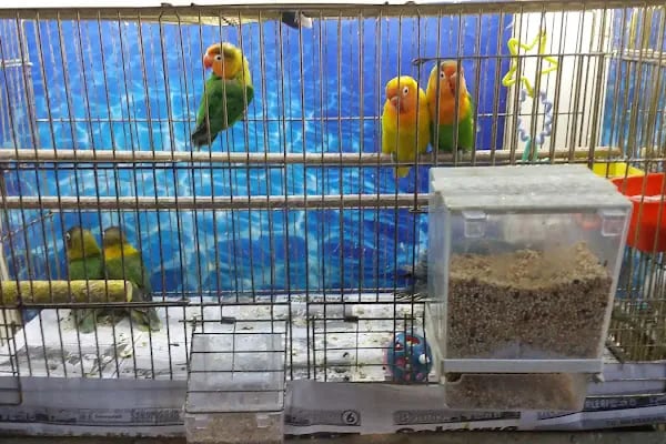 Selvi Pet Shop - Resim 4