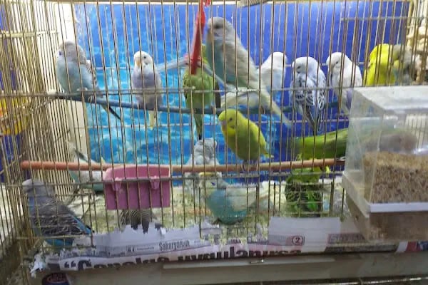 Selvi Pet Shop - Resim 2