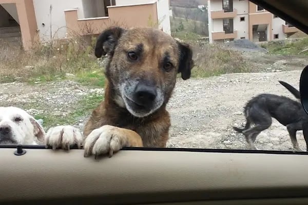 Selvi Pet Shop - Resim 14