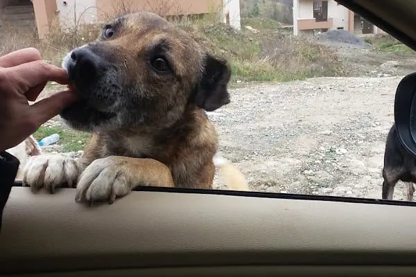 Selvi Pet Shop - Resim 17