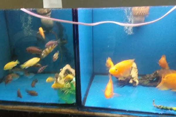 Selvi Pet Shop - Resim 10