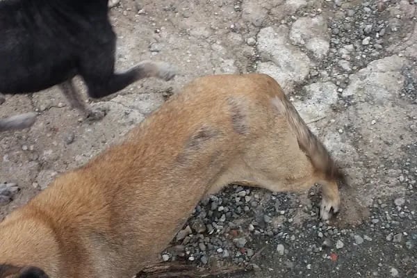 Selvi Pet Shop - Resim 18