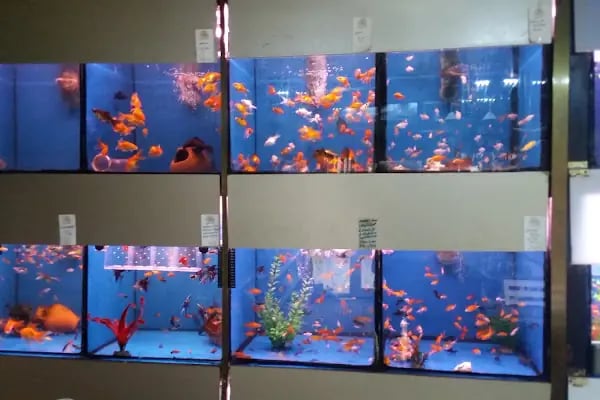 Selvi Pet Shop - Resim 6