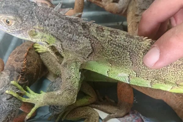 Selvi Pet Shop - Resim 7