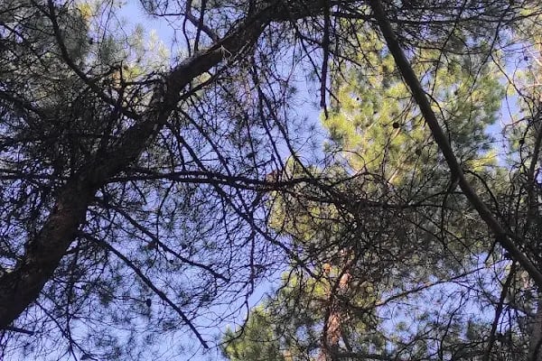 Bahçe arası piknik mangal - Resim 12