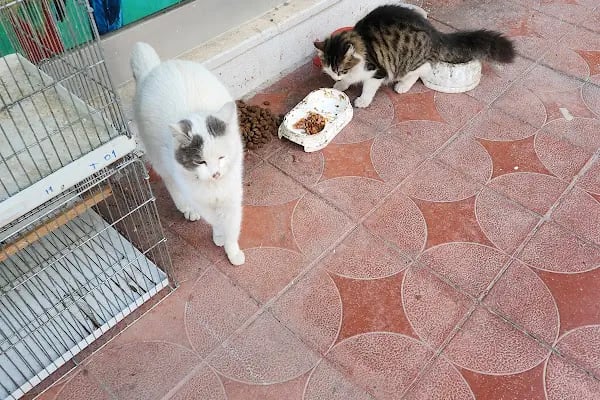 Gamze Petshop - Resim 4