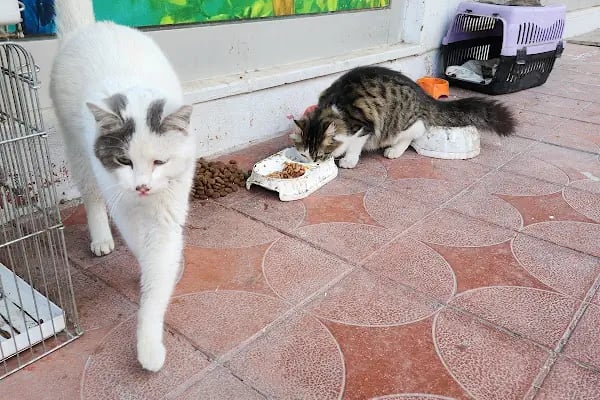 Gamze Petshop - Resim 5