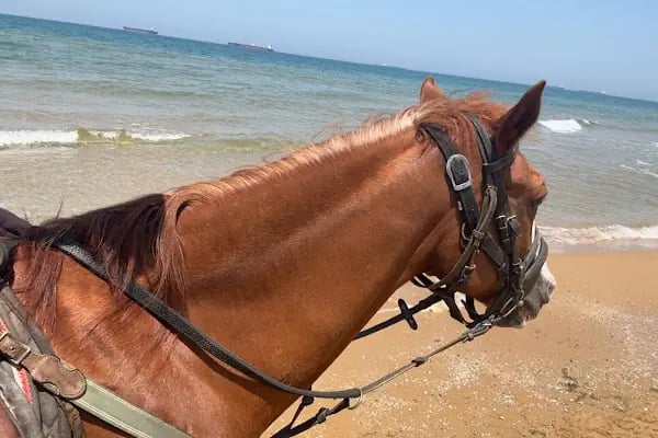 Atlıtur Gümüşdere Plajı Binicilik Alanı - Resim 5