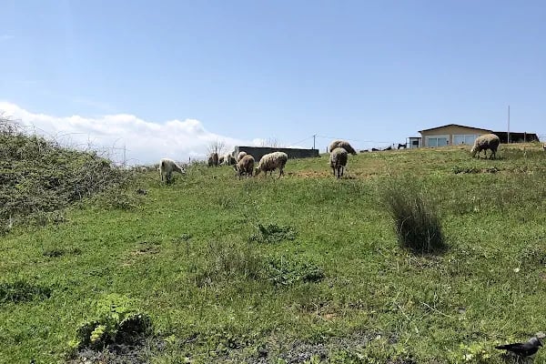 Atlıtur Gümüşdere Plajı Binicilik Alanı - Resim 19