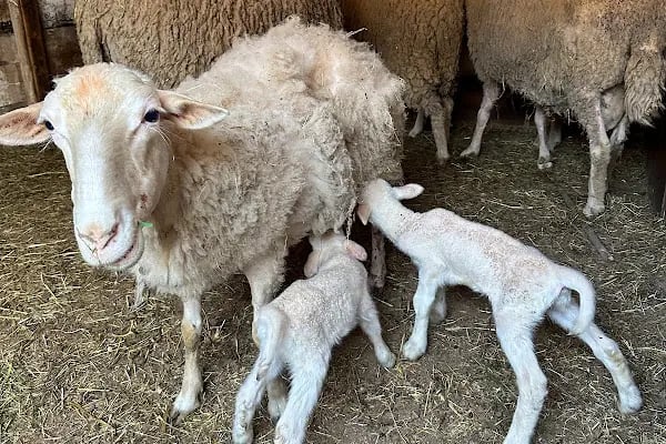 Atlıtur Gümüşdere Plajı Binicilik Alanı - Resim 12