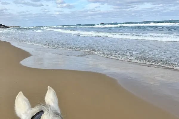 Atlıtur Gümüşdere Plajı Binicilik Alanı - Resim 8