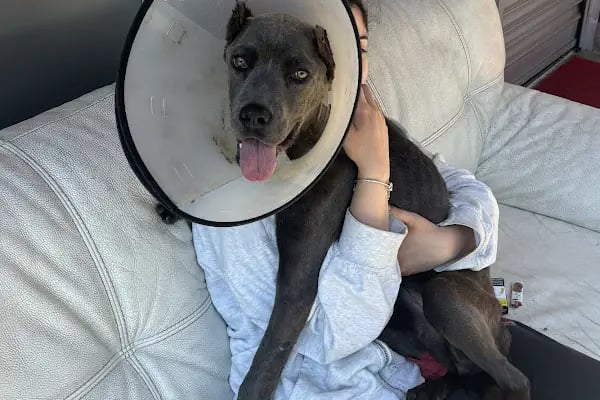 Ataşehir HUGO Veteriner Kliniği - Ataşehir 7/24 Veteriner - Acil Veteriner - Resim 1